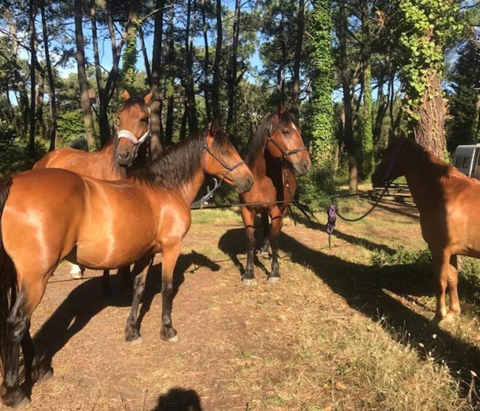 Cours d'équitation à L'Aiguillon-la-Presqu'île