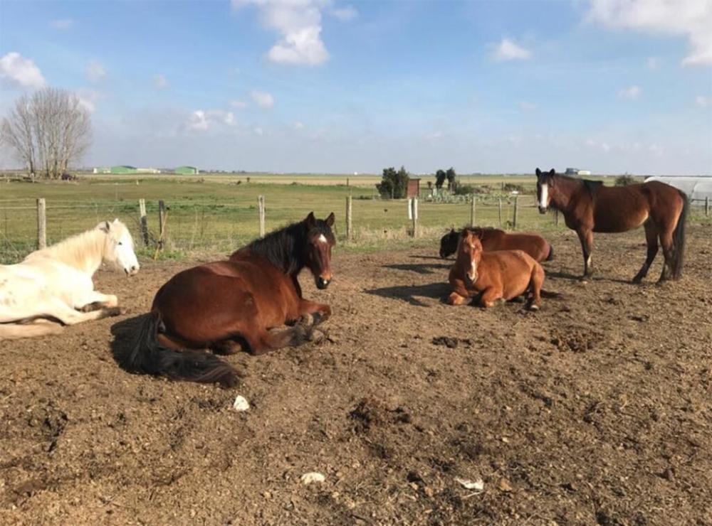 Demi-pension chevaux à L'Aiguillon-la-Presqu'île