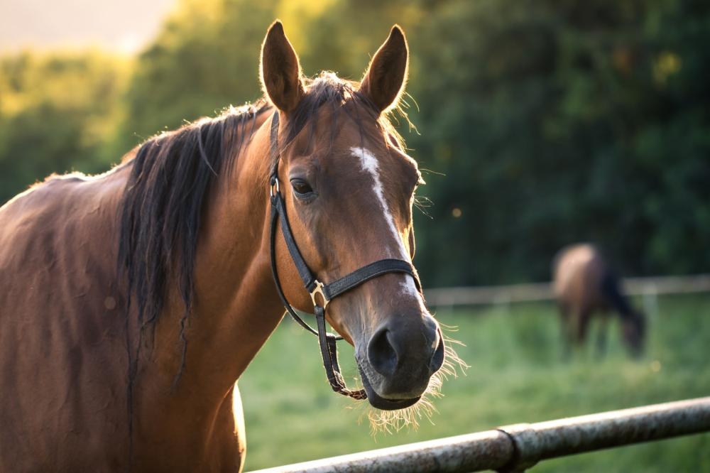 cheval-licol