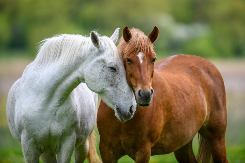 Stage chevaux à L'Aiguillon-la-Presqu'île