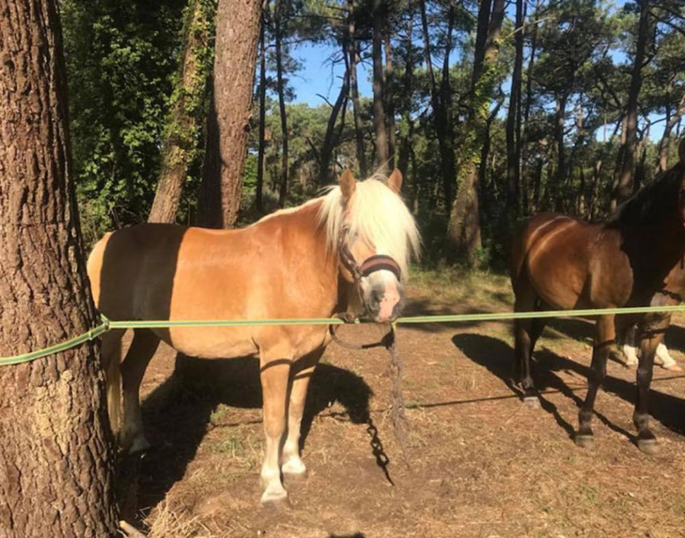 haflinger